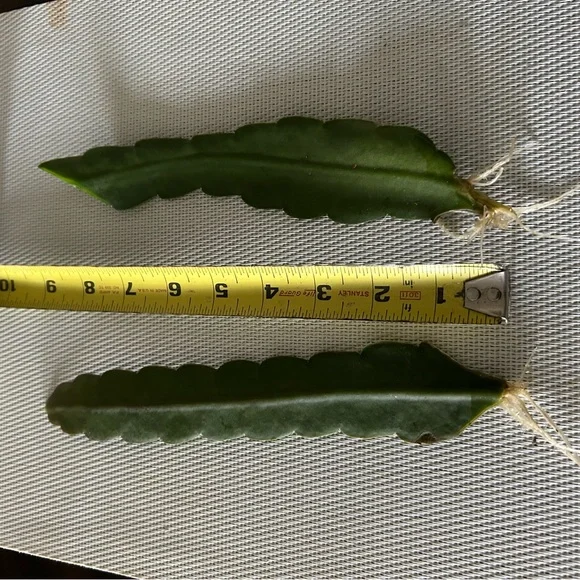 “Circus Circus” Epiphyllum Cactus -2 rooted leaves cuttings - Picture 5 of 5
